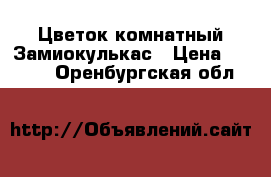 Цветок комнатный Замиокулькас › Цена ­ 3 000 - Оренбургская обл.  »    